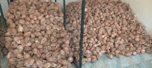 നാളികേരം 