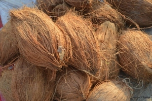 नारियल