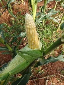 മധുരചോളം 