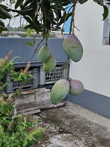 மியாசாகி மாம்பழம்