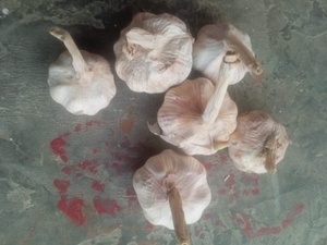 ఫోటో 2