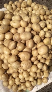 ಆಲೂಗಡ್ಡೆ
