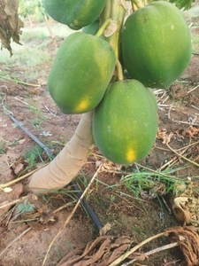 പപ്പായ