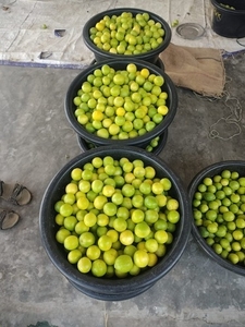 ನಿಂಬೆಹಣ್ಣು
