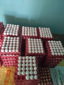 గుడ్డు