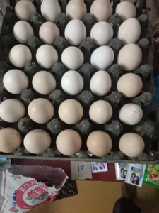 മുട്ടകൾ