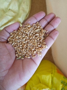 ഗോതമ്പ്