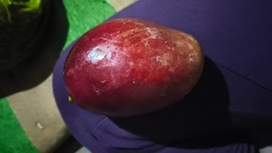 మియాజాకి మామిడి