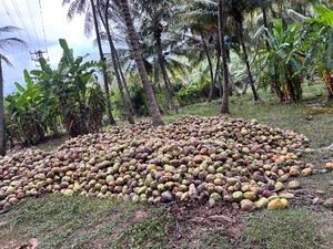 ತೆಂಗಿನಕಾಯಿ