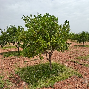 ಮೋಸಂಬಿ
