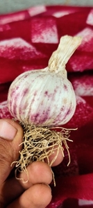 వెల్లుల్లి 🧄