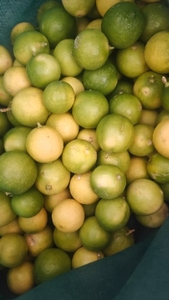 ನಿಂಬೆಹಣ್ಣು