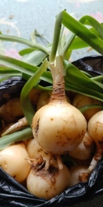 Wild Onion jungli pyaj
