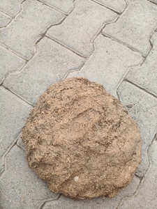 ఆవు పేడ