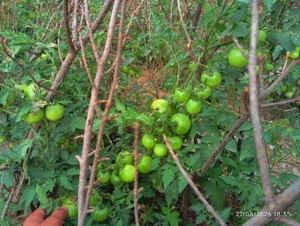 ఫోటో 4
