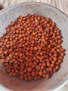 சுபாரி ஆர்சியா கொட்டை