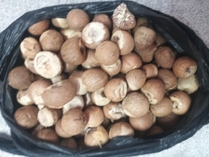 ಫೋಟೋ 4