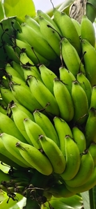 வாழைப்பழம்