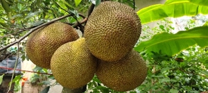 ಹಲಸಿನ ಹಣ್ಣು / ಕಥಲ್