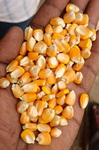 ಮೆಕ್ಕೆ ಜೋಳ