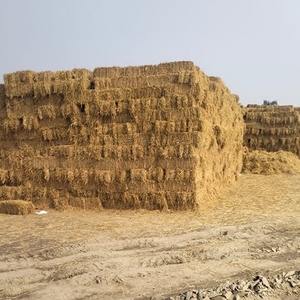 వరి కాండం