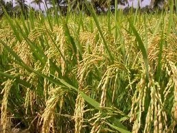 പിആർ -126 നെല്ല് അരി