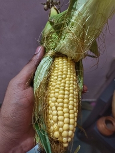 മധുരചോളം 