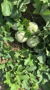 खरुजा