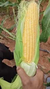 മധുരചോളം 