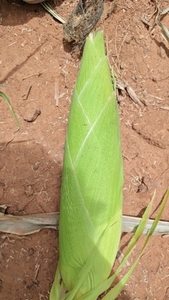 படம் 2