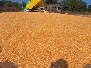 മഞ്ഞ മെയ്സ്