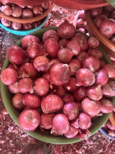 प्याज 