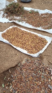 ಬೇವಿನ ಕೇಕ್