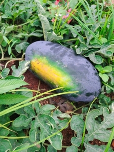 ಕಲ್ಲಂಗಡಿ
