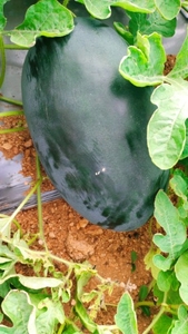 ಫೋಟೋ 2