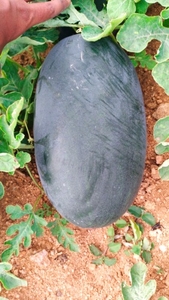 ಫೋಟೋ 3