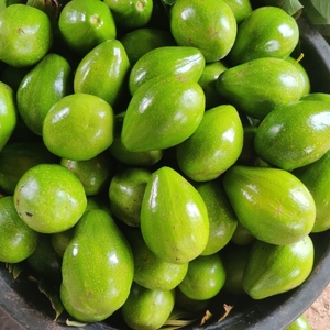 അവക്കോഡോ