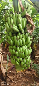 വാഴപ്പഴം 