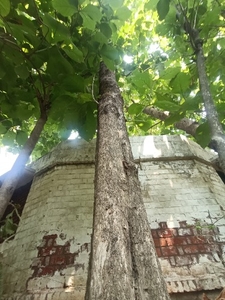 20 साल पुराना सागवान का पेड़