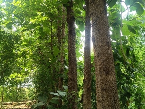 ഫോട്ടോ 2