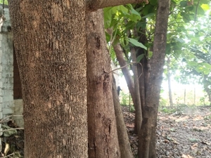 ഫോട്ടോ 4