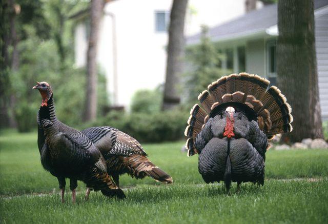 10.   Female turkeys don’t gobble.