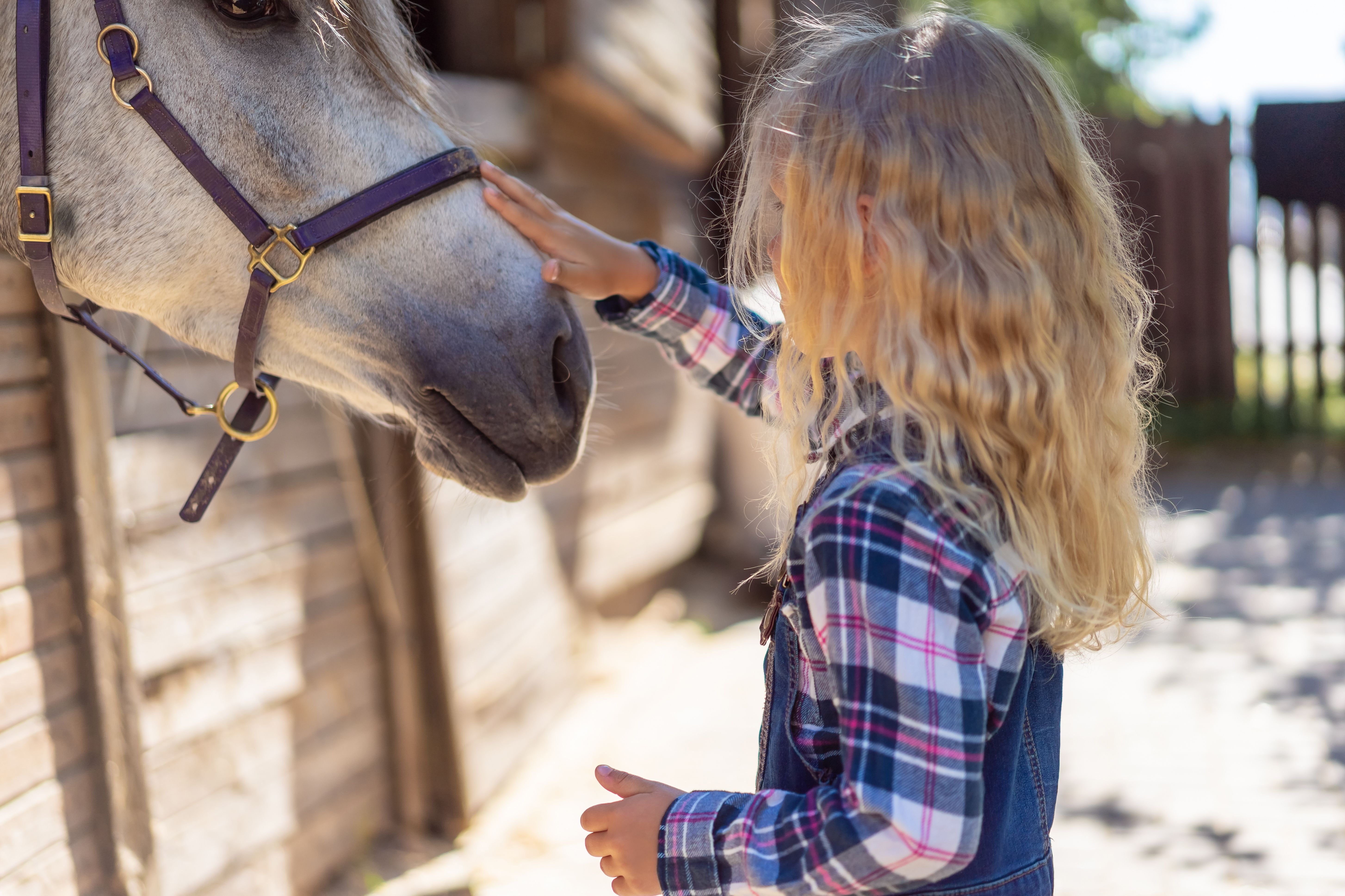 Girl Petting Horse