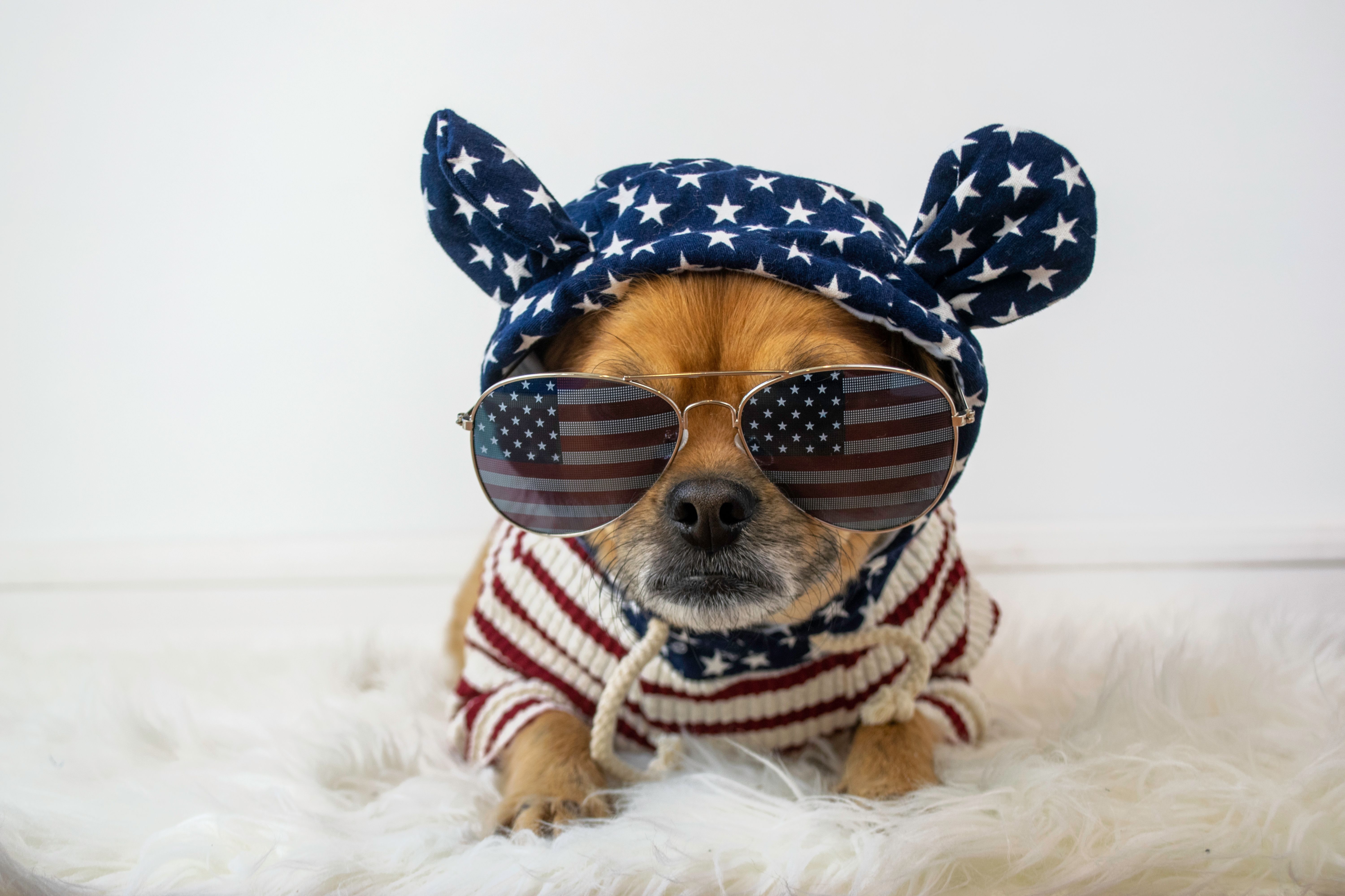 American dog in sunglasses