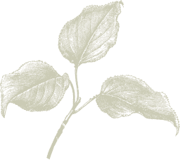 The Fruit Company Logo