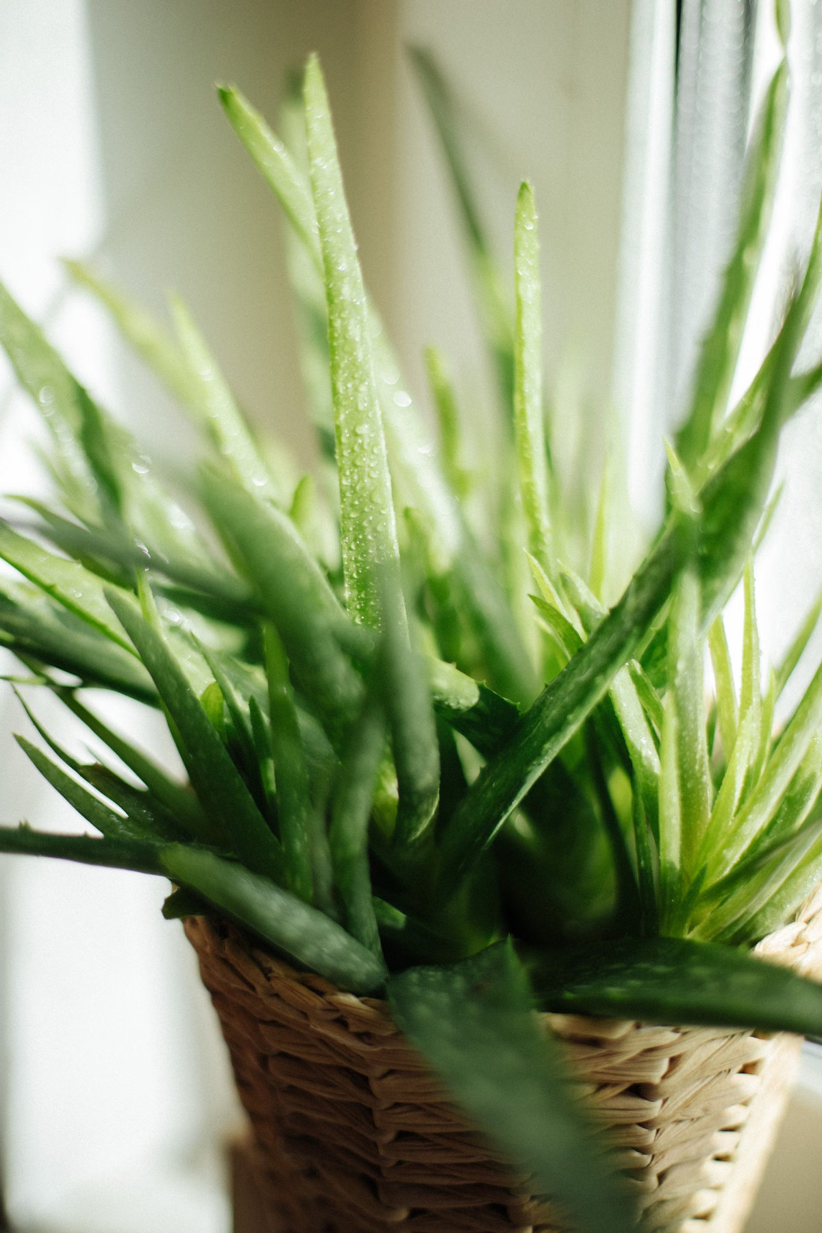Aloe vera: the inside story on your insides