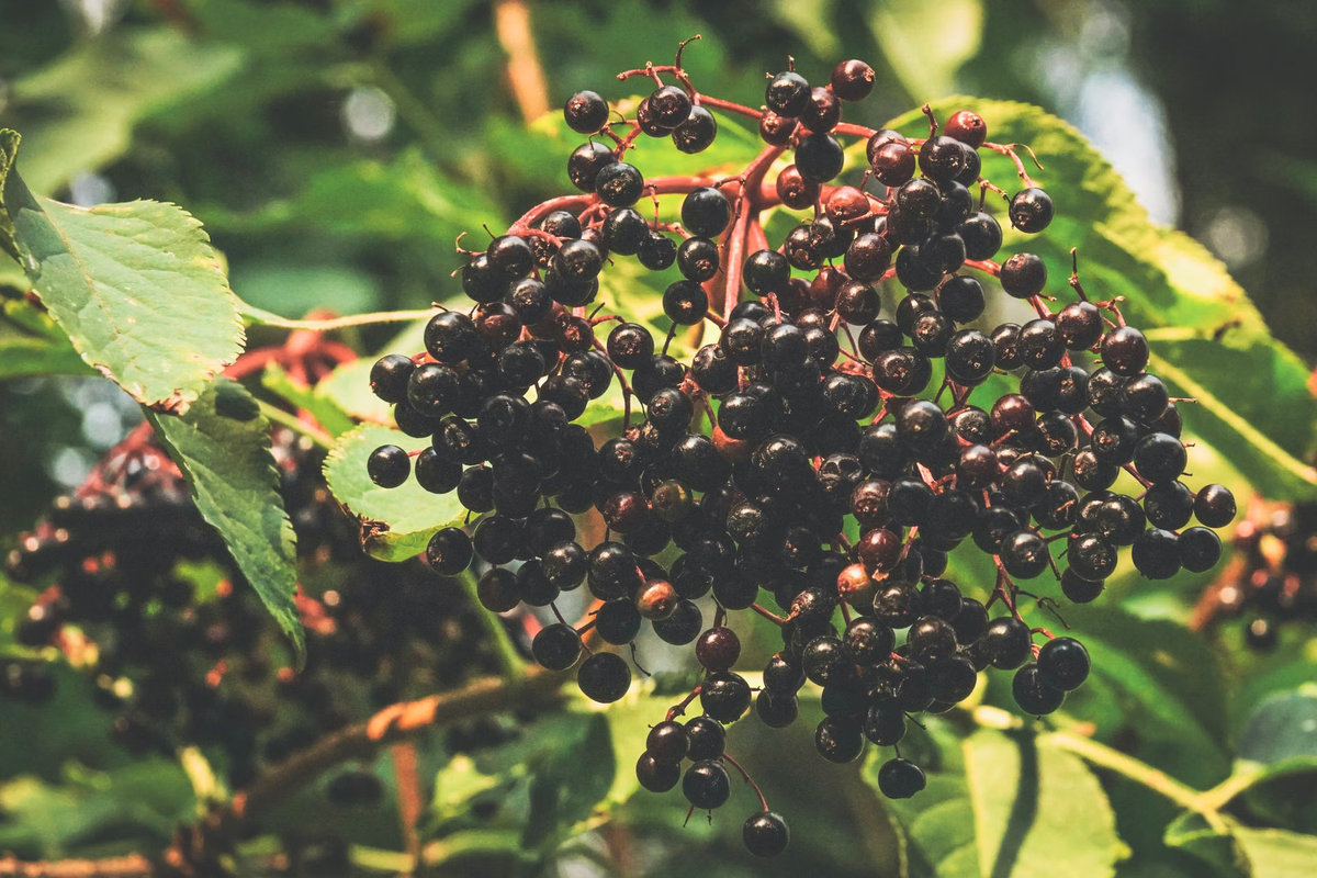 Elderberry: your no-nonsense immunity helper
