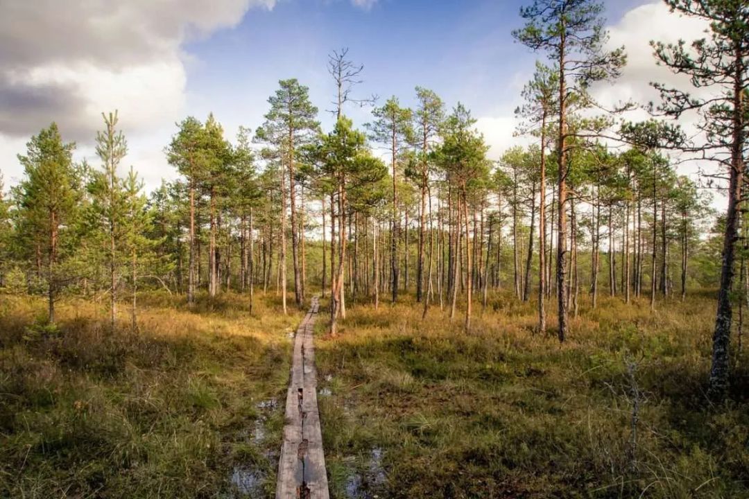 Hiking trail through forest