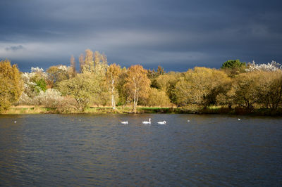 Musselburgh Lagoons. A serene lake reflects the clear blue sky, with swans gracefully gliding through the water, adding to the tranquil atmosphere.