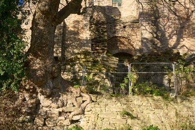 Craigmillar Castle. A tall tree stands next to a weathered stone wall, evoking serenity and contemplation. The scene invites viewers to embrace the peacefulness.